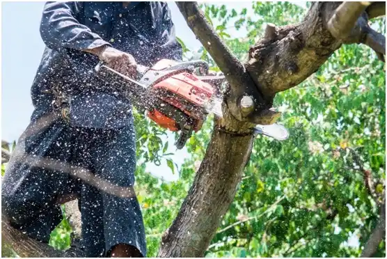 tree services Sabana